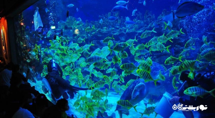 سرگرمی آکوآریا کی ال سی سی شهر مالزی کشور کوالالامپور